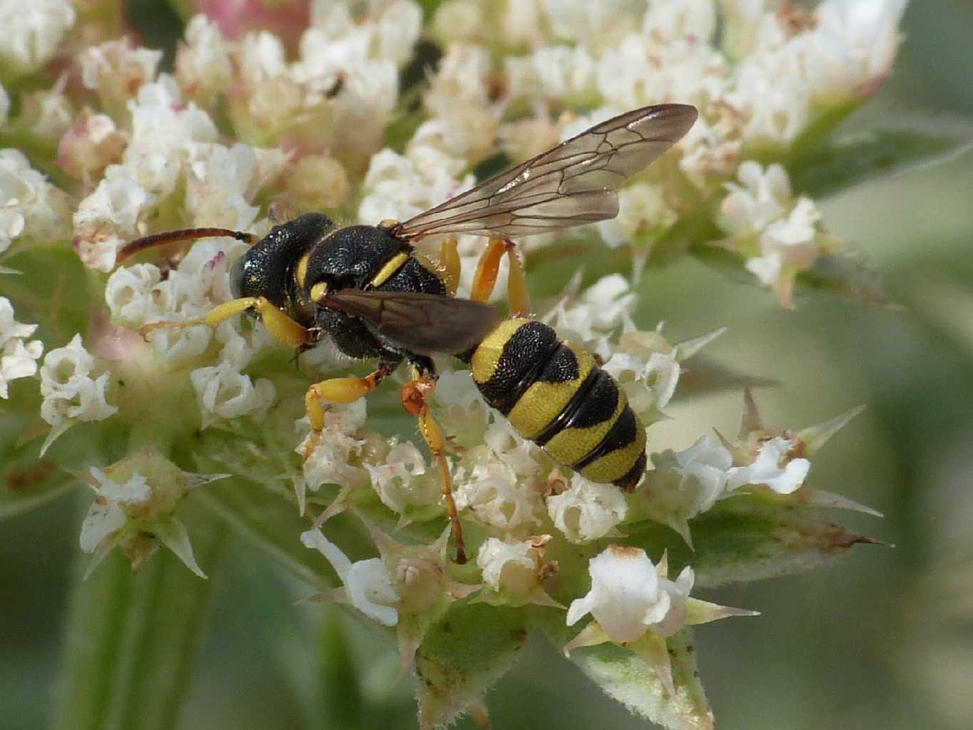 Cerceris sabulosa femmina